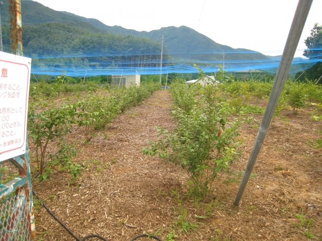 こんな感じのところです。