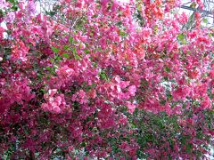 そして、爺様のお気に入りの場所で２月でも花が咲いている・・・西島園芸団地。

西島園芸団地はこちらから
http://www.nishijima.or.jp/