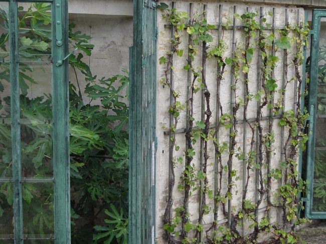 何の植物だろう？枠の間は蔓みたいなのが丁寧に並べられています。