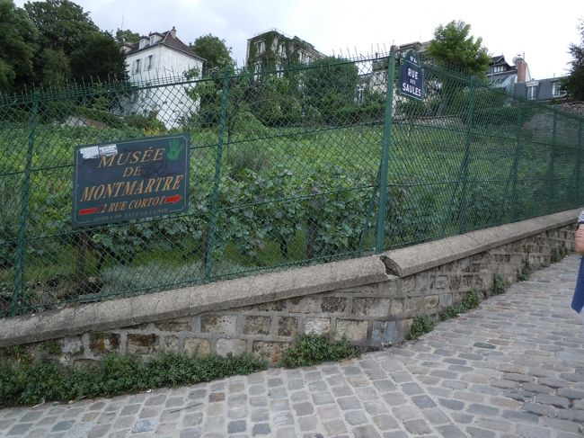 まずは、ぶどう畑