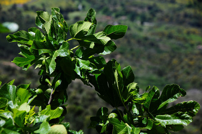 城壁から下を見下ろすと、木に何かの実がなっていた。<br />まだ緑だけど、なんの実だろう。<br /><br />これが昔の人がこの城壁の上から吐き捨てた種から<br />生えてきた木だとしたらすごいな。^^