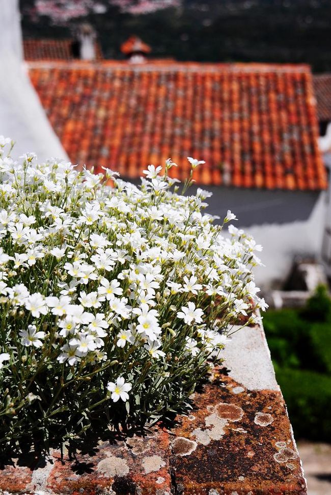 家が白いから私だったらカラフルな花を持ってきたくなっちゃいそうだけど、ここで敢えて白い花を持ってくるのも統一感があり、シックでいいかも。