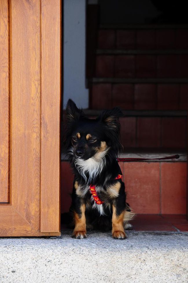 城門に向かって歩いていく途中、なんだかものすごく睨んでくるワンちゃんがいた。<br /><br />私たちは睨まれただけだったけど、この後赤いTシャツのおじさんが通りかかったら、めっさ吠えていた。笑<br />なんか恨みでもあるのかなぁ。それともあのTシャツが気に入らなかったのかしら。