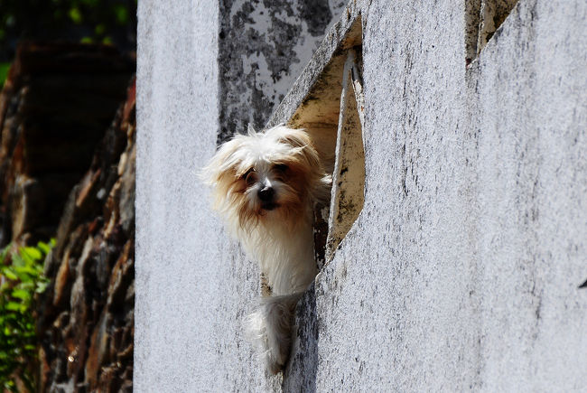 ふと視線を感じて横道に目を向けると<br />かわいこちゃんが狭い窓から身を乗り出してこちらを見ていた。笑<br /><br />てなわけで、バイバイ☆
