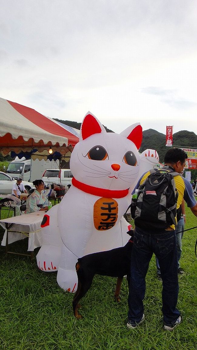 かんなみ 猫おどり 狩野川祭り 函南 静岡県 の旅行記 ブログ By Hn11さん フォートラベル