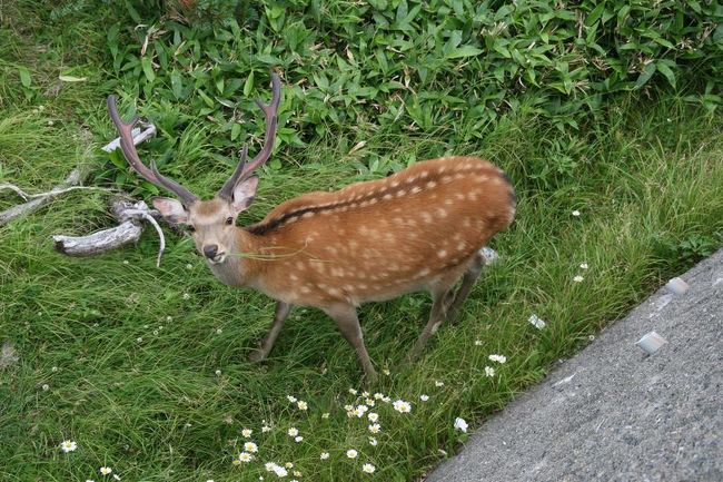 峠にもエゾジカさんがいらっしゃいました。<br /><br />今度は角が立派なオスです。<br /><br />草を食んでいる途中にもかかわらず<br />『呼んだ!?』と振り返ってくれました。