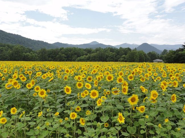 屈斜路湖が一望できる<br />美幌峠に行く途中にひまわり畑がありましたので<br />押さえておきました。<br /><br />北竜のほうが見ごたえがありますが、<br />ここもなかなか頑張っています。