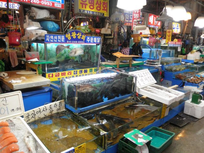 活きのよさそうな魚(センソン)達です。