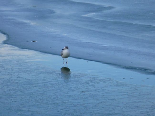 ヴェルサイユ宮殿の噴水も凍ってます