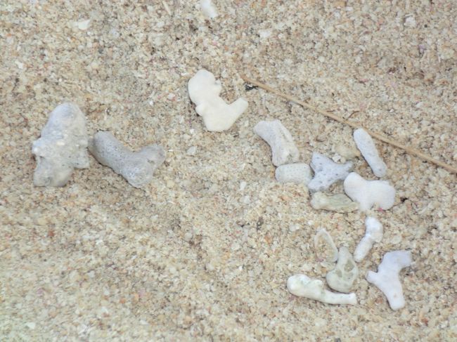 こんな感じの石やサンゴをたくさん拾って、「家でも工作する。」と。