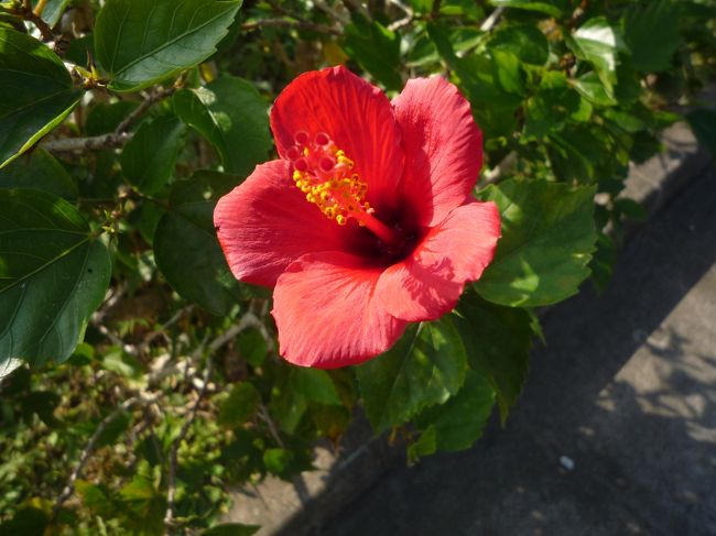 ５泊６日、あまり遠出せずのんびりしました。<br />ちゅらうみ水族館にも、那覇にも、南部にも寄らず、ひたすらまったりしました。<br /><br />欲を言えば、ホテルのバイキングが、連日利用を見越して、もっとメニューが変わればいいのに・・・、と思いました。また和食どころが別にあるせいか、ラティーダには和食のメニューが少ないのが唯一不満でした。<br /><br />とはいえ、非日常感、リゾート感あふれるつくりの素敵なホテルでした。<br />また利用させていただきたいです。