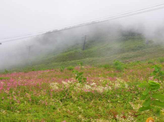 シモツケソウがちょうどシーズンでした。<br />