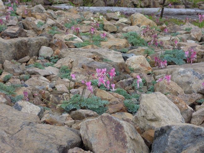 コマクサももう終わりがけ。