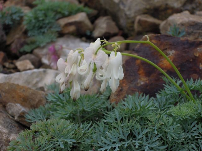 白いコマクサが一輪だけ咲いていました。<br />かわいい。