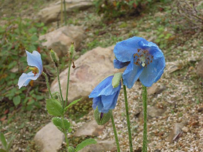 ヒマラヤの青いケシも、最後の一輪になっていました。<br />見れてよかったー。