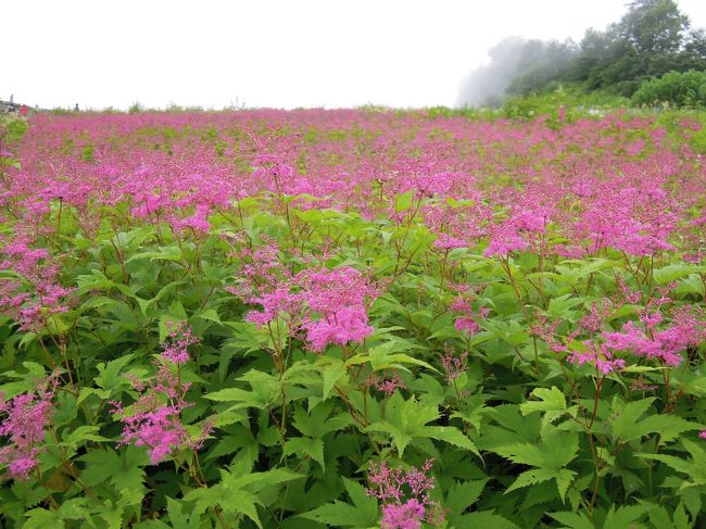 シモツケソウ。