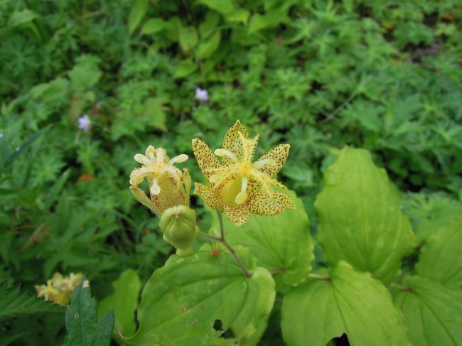 タマガワホトトギス。<br />