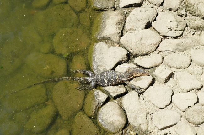 部屋の前の池にはコモドドラゴンが毎朝のようにお出迎えしてくれました。