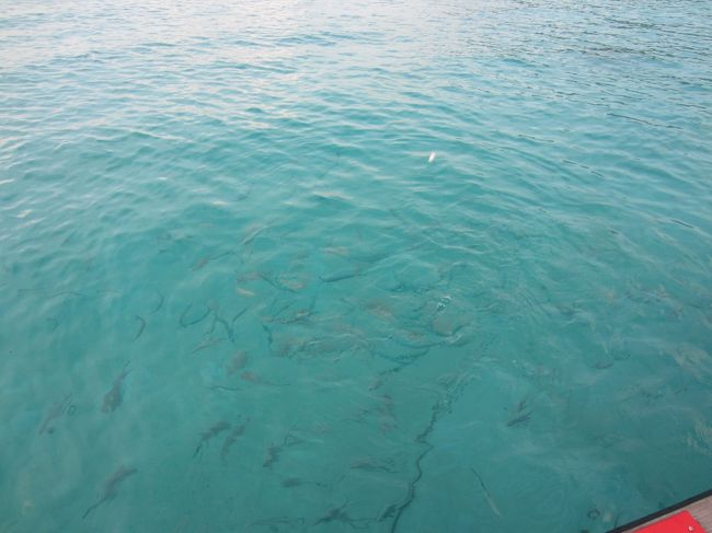 桟橋の上からでも大きな魚がみえます。