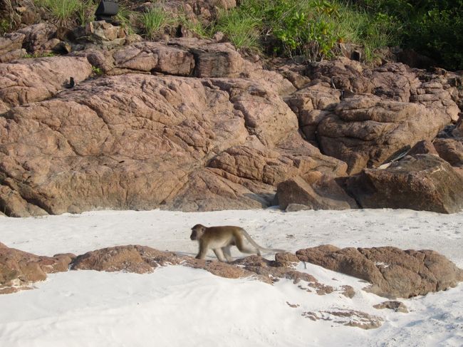 磯のほうへ行ったときにオスざるがあるいてきました。威嚇されてしまった。