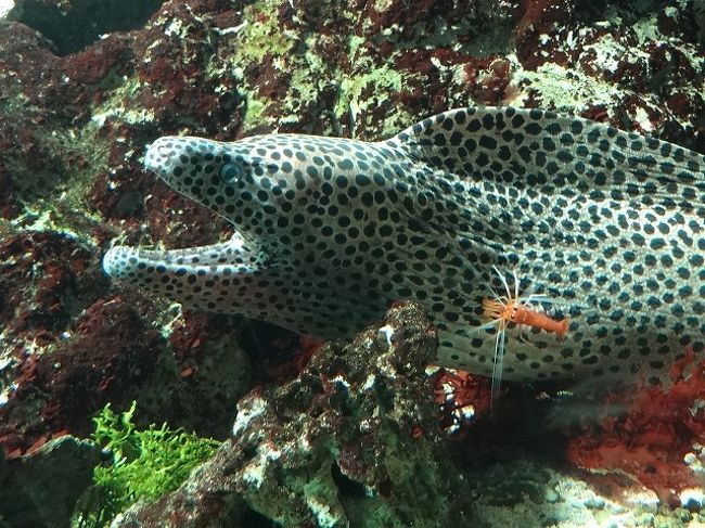 11年08月 名古屋港水族館 名古屋港 愛知県 の旅行記 ブログ By Masさん フォートラベル 11年08月 名古屋港水族館 名古屋港 愛知県 の旅行記 ブログ By Masさん フォートラベル