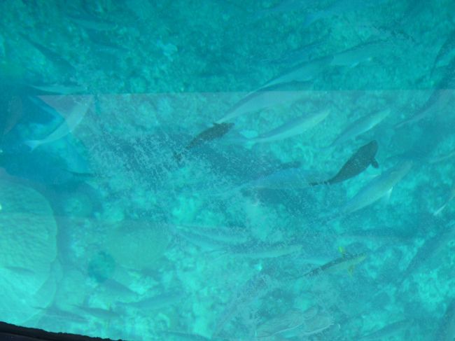 この後は、しばしビーチでまったり。子供はヤドカリさんを捕まえたりしていました。昼食をラティーダのテラスで、と予約していたのですが、風が強すぎて、室内になってしまいました・・・。