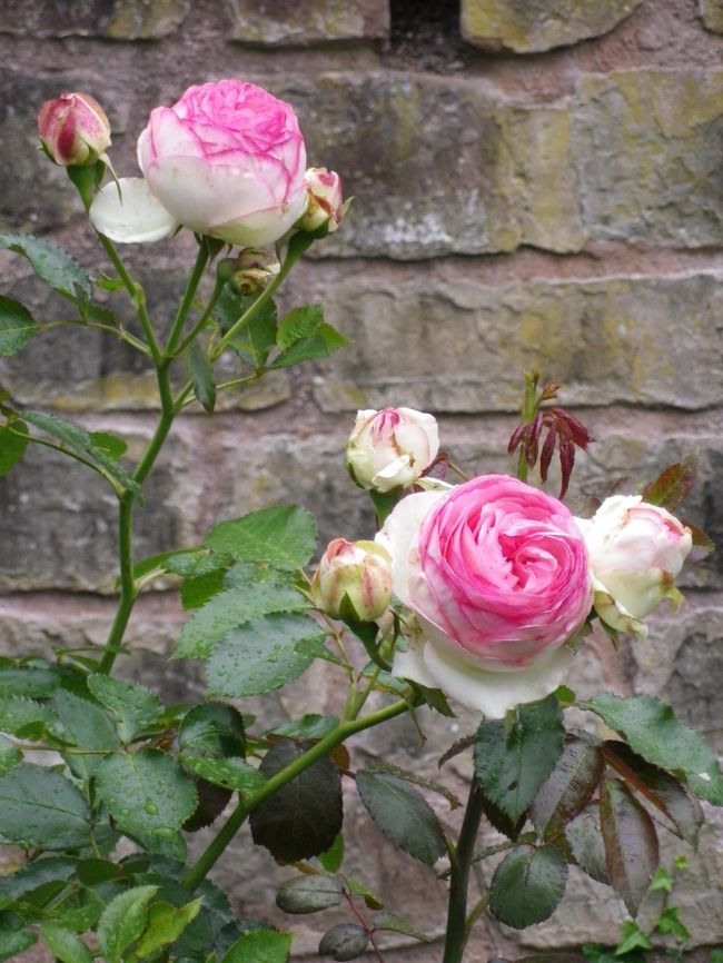 可愛らしいお花がたくさん咲いていた。