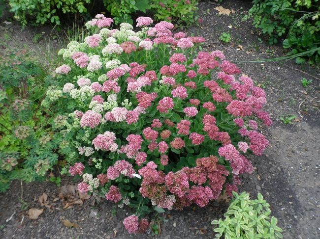 なんてことのない野花であるが<br />このグラデーションが可愛らしい。