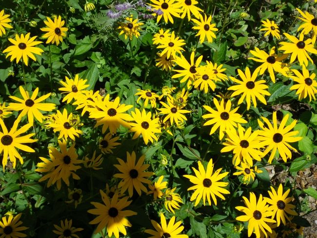 完全に開き直ったかのように空に向かって咲く花々