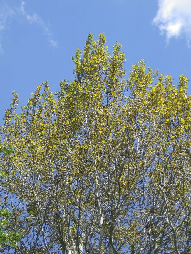 今年は冷夏のせいか、<br />もう黄色く色づいている木々がたくさんあった。