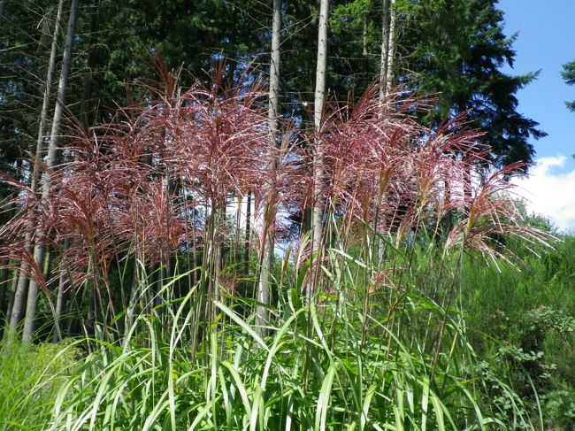 ススキのような植物に秋を感じる