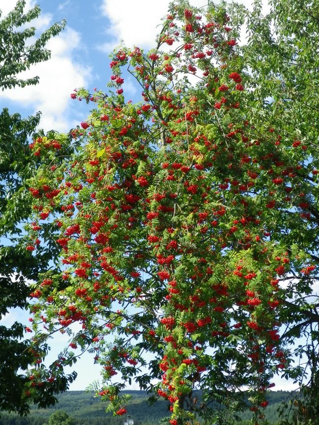 眠気とともに出発。<br /><br />途中ザールブリュッケンという標識を見るたびに、<br />ちょっと寄って友達の顔を見てから帰ろうか、<br />なんて本気の混じった冗談を言ってみたり。<br /><br />倒れそうなくらい眠かった割には無事にパリに到着。<br /><br />なんだかんだ言ってもパリの家が一番！と言いながら<br />早速パソコン開いて論文を読みだす旦那を横目に<br />魚に餌を与えせっせとスーツケースを整理するippuni。<br /><br />第3弾に渡る結婚記念旅行はこうして幕を閉じました。<br />長々と見てくださってありがとうございました！<br />