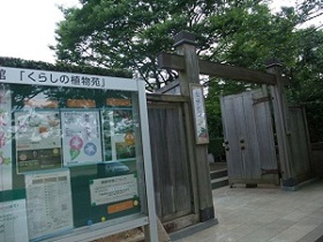 伝統の朝顔 展 佐倉 四街道 千葉県 の旅行記 ブログ By にこははさん フォートラベル 伝統の朝顔 展 佐倉 四街道 千葉県 の旅行記 ブログ By にこははさん フォートラベル