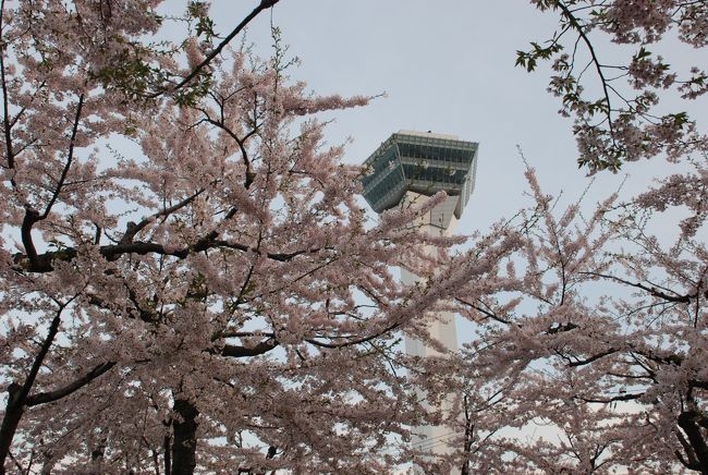 五稜郭公園<br /><br />北海道は5月になってもサクラが綺麗なんですね