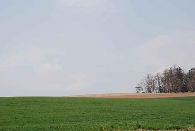 最後に美瑛をドライブ<br /><br />5月にはまだほとんどが枯れ木だったけど<br /><br />夏は綺麗なんだろうなぁ〜