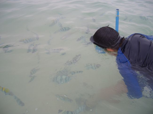 シマシマのお魚がいっぱいいました。