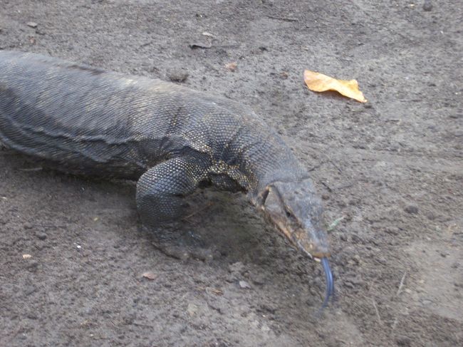 　コモドオオトカゲも♪