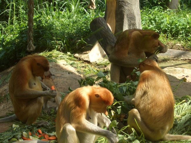 テングザルを見たり・・・