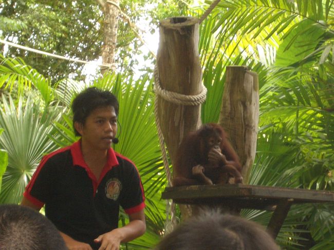 　オラウータンのショーを見たりしました。