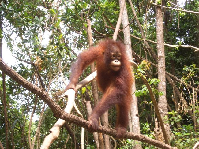 　無邪気に遊ぶオラウータン。<br />かわいい♪