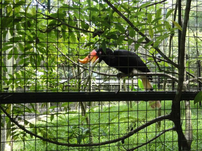 綺麗なくちばしの鳥