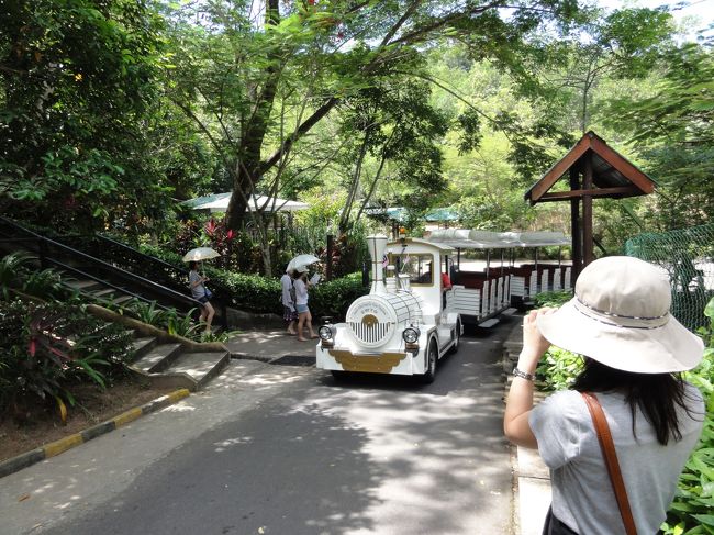 こんな汽車で移動もできます。