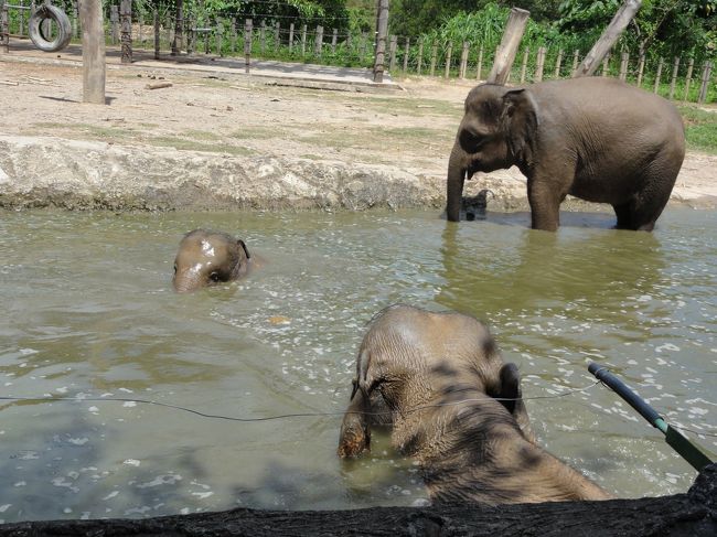 象が水に入っている様子です。<br /><br />初めて水に完全に入った象を見ました、長い鼻も完全に水の中に。