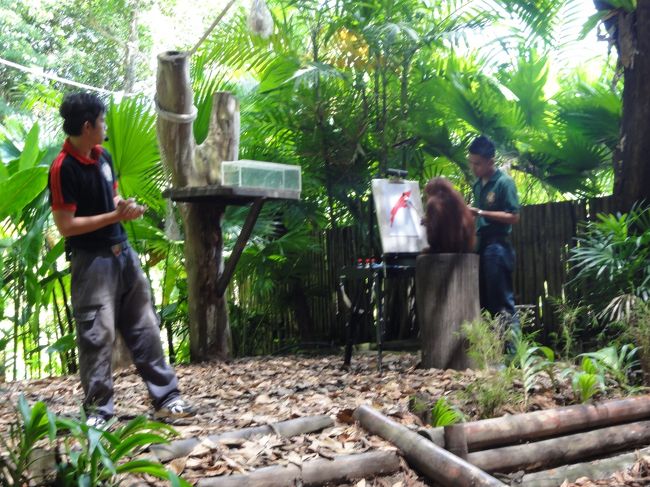 １１：００から動物ショーがありました。<br />４５分でしたがなかなか面白かったです、ちゃんと説明も英語でした。<br />お客さんは７割が現地の人、２割が日本人や香港人、１割が欧米人でした。<br /><br />写真はオラウータンが絵を描いていました。