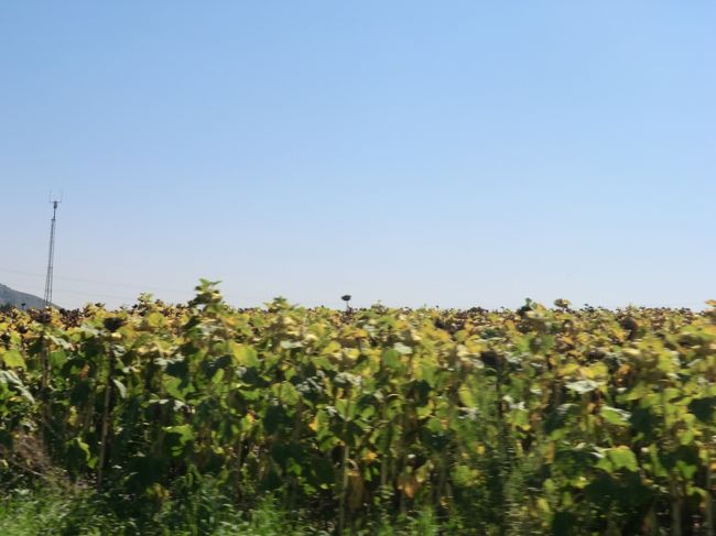 ヒマワリを見ながら