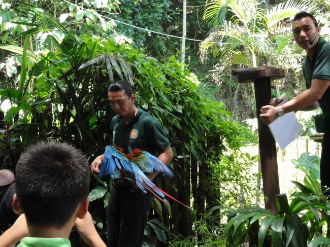 青い鮮やかな鳥が投げた餌をキャッチする芸をしました。