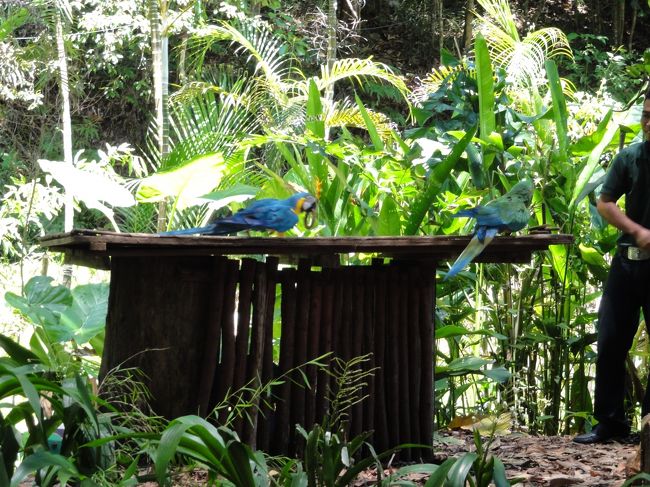 ２羽が競争して芸をしました。<br /><br />みんな大盛り上がりです。