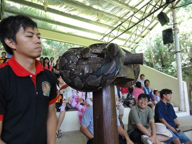 腕よりも太い蛇。