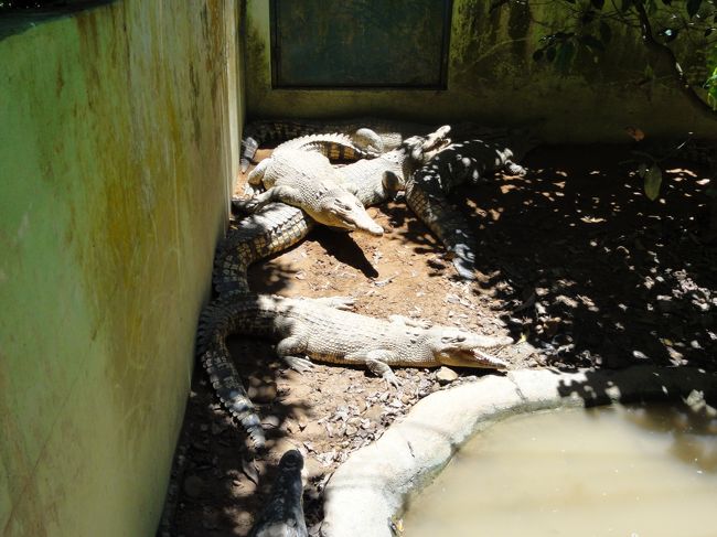 ワニもいますが小型です。