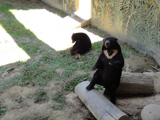 マレー熊が立っています。<br /><br />やさしい顔でやはり小さめです。